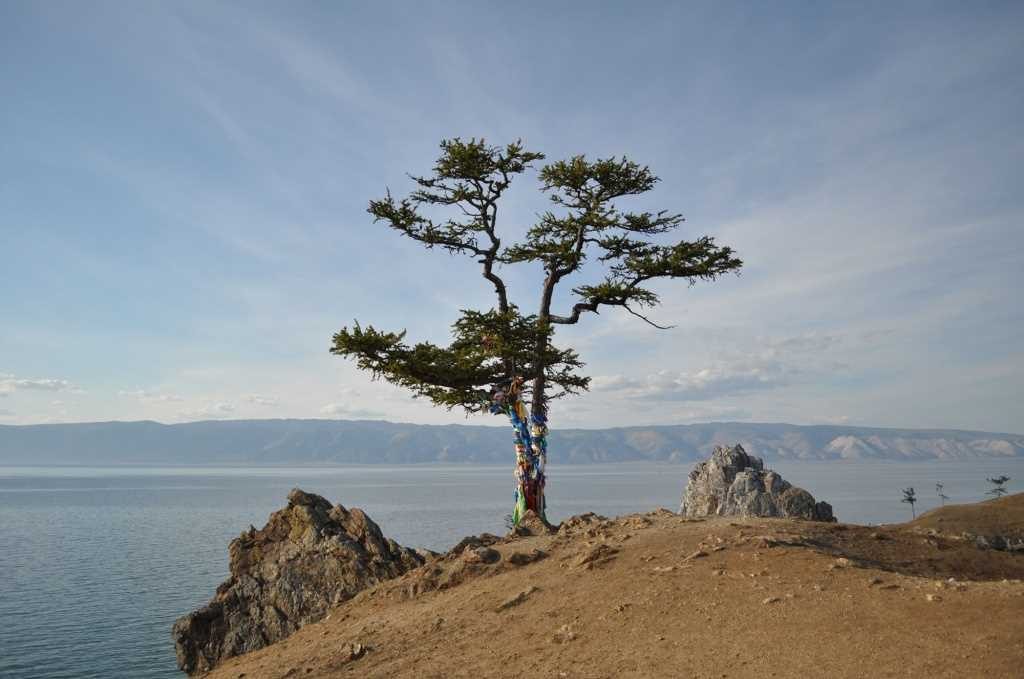 Деревья на байкале фото