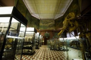 Зоологический музей МГУ отметил свое 225-летие 29 октября