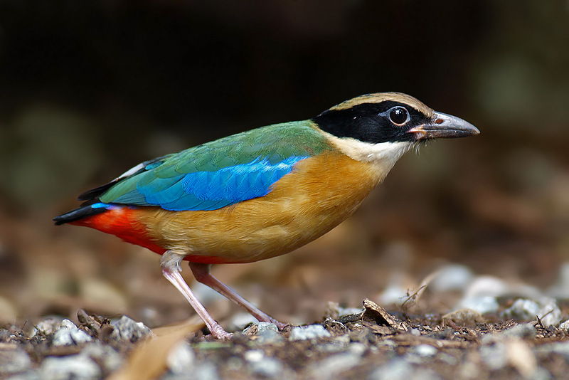 Blue-Winged Pitta